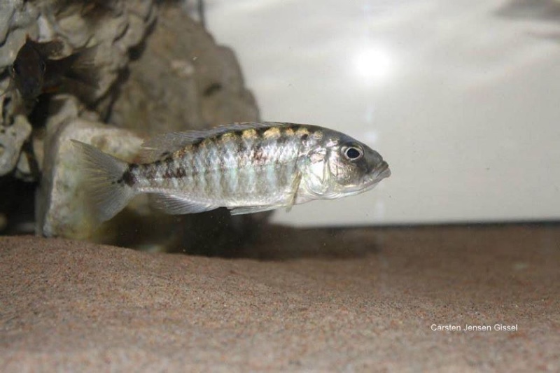 Sciaenochromis sp. 'nyassae' Liwani